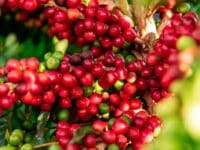 Agro e governo pedem atenção à legislação trabalhista na cafeicultura
