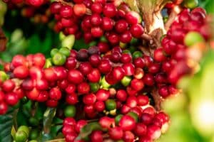 Cotações do café seguem em alta no Brasil