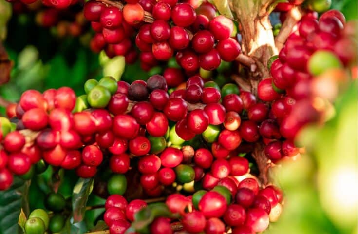 Estudo comprova a sustentabilidade do café das Matas de Rondônia