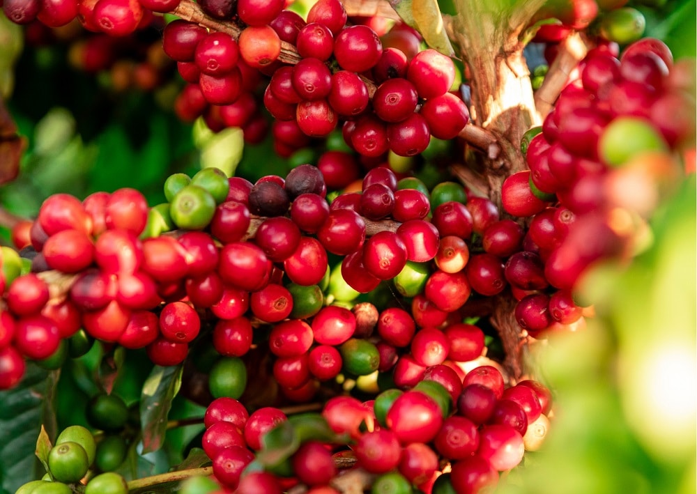 Cotações do café seguem em alta no Brasil