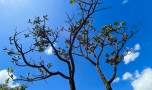 Brasília (DF), 01.07.2023 - A grandiosidade do Cerrado, com suas cores, formas e diversidade, capturadas em duas horas de caminhada Pelo Jardim Botânico de Brasília.