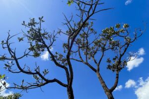 Alertas de desmatamento batem recorde no Cerrado