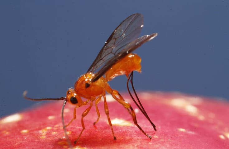 Parasitoide com tecnologia nacional é controla mosca-das-frutas