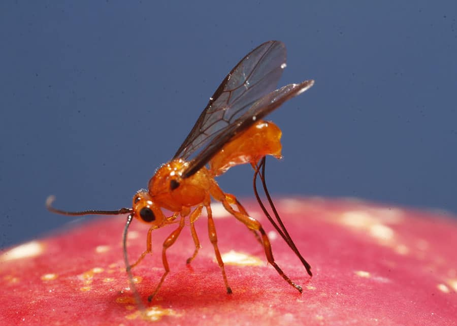 Parasitoide com tecnologia nacional é controla mosca-das-frutas
