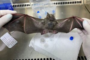 Variantes do vírus da raiva de saguis são encontradas em morcegos