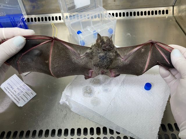 Variantes do vírus da raiva de saguis são encontradas em morcegos