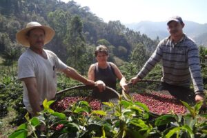 Produção de café em Brejetuba continua viável, mas tem lucro modesto