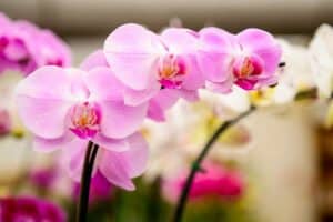 Mais de 5.000 plantas na Exposição Nacional de Orquídeas de Venda Nova