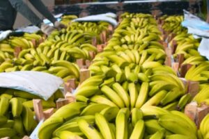 Banana está entre as culturas mais cultivadas no Espírito Santo