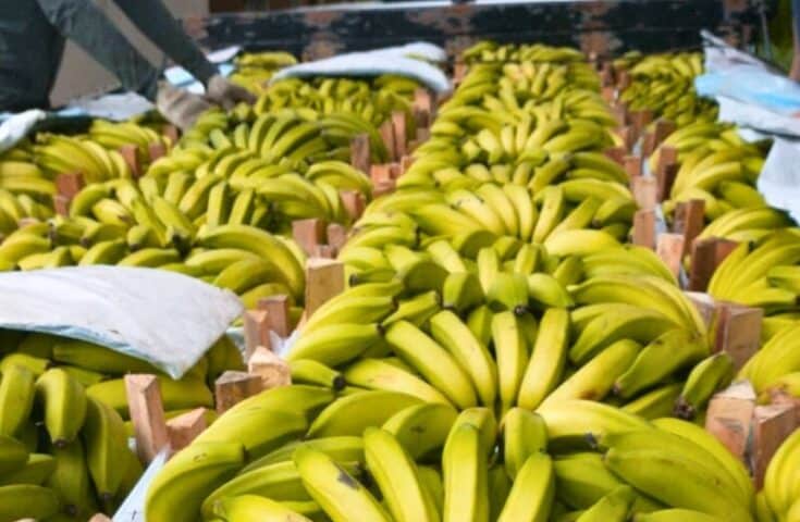 Banana está entre as culturas mais cultivadas no Espírito Santo