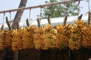 9ª Festa da Banana acontece neste fim de semana em Cariacica