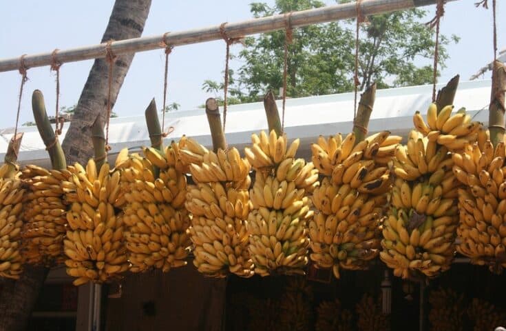 9ª Festa da Banana acontece neste fim de semana em Cariacica