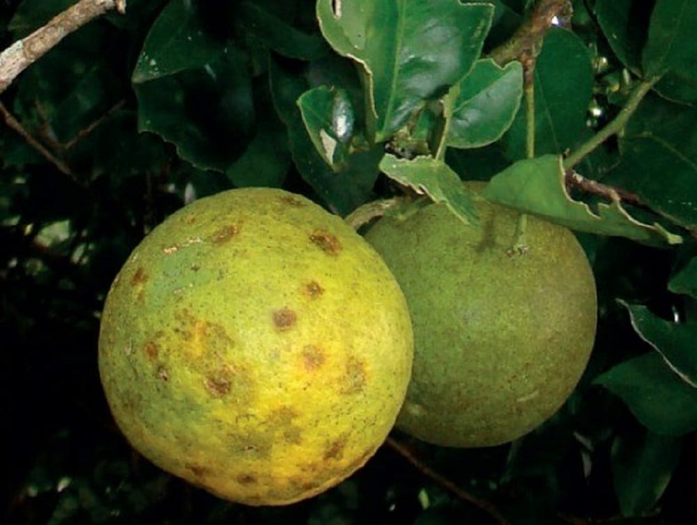 Folder com orientações para combate ao ácaro-da-leprose dos citros