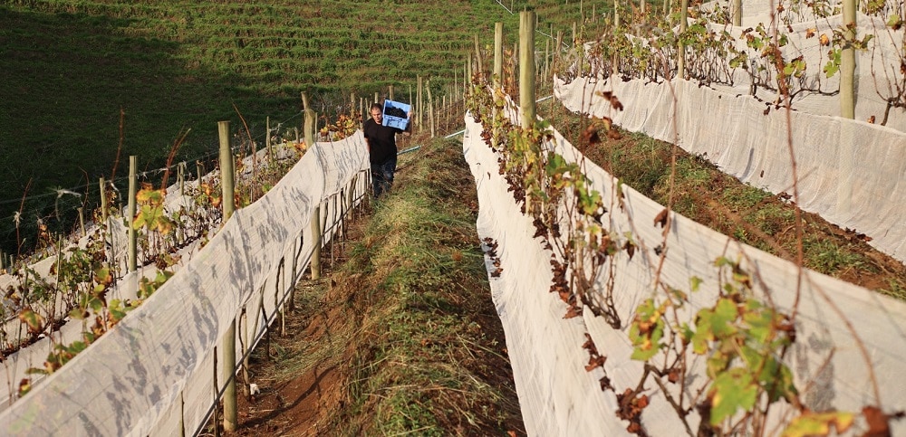 Terceira safra de Syrah sinaliza novo vinho Gran Reserva nas Montanhas