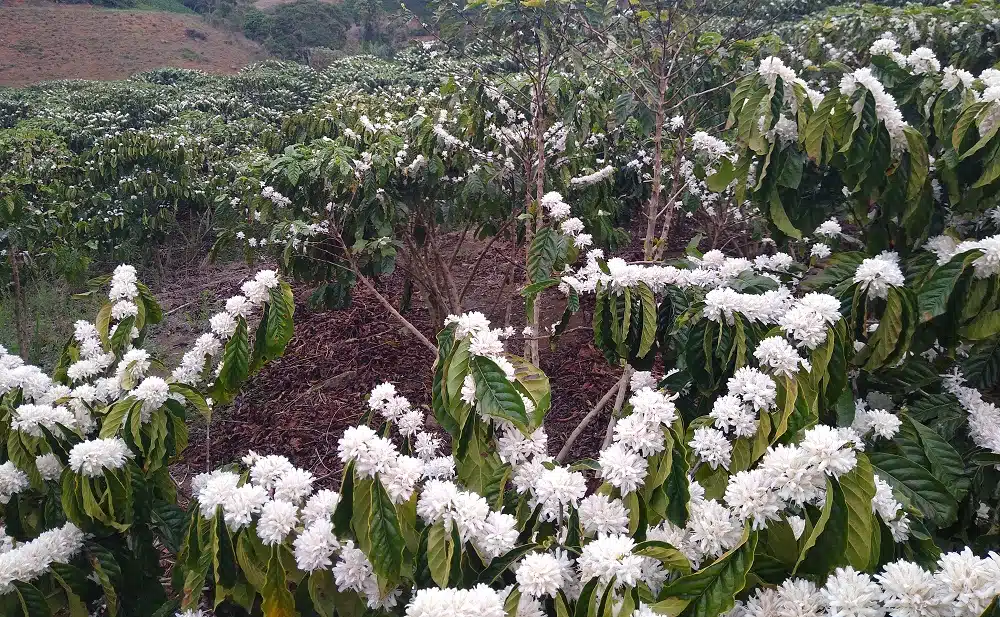 Floração do arábica anima, mas falta de chuvas preocupa produtores