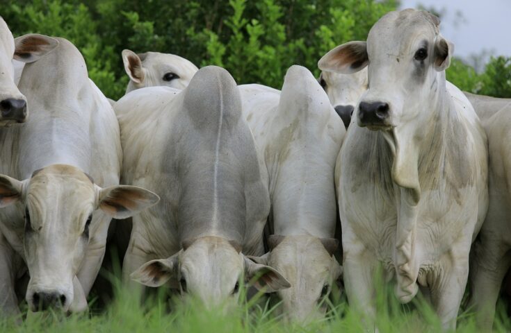 Árvores no pasto melhoram ganho de peso e reprodução dos animais