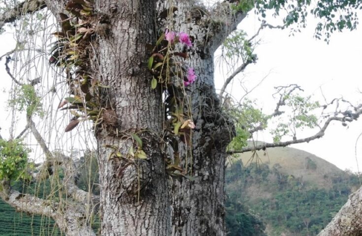 Orquídea em extinção no Espírito Santo é encontrada no Sul do Estado