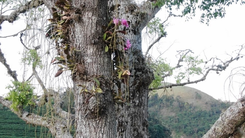 Orquídea em extinção no Espírito Santo é encontrada no Sul do Estado