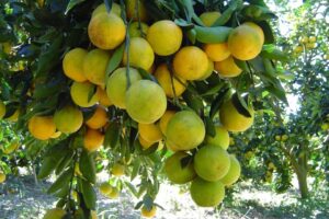 Produtora de citros investe na fabricação de suco no Norte do ES