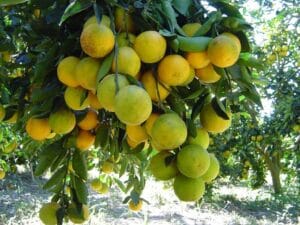 xportações brasileiras de frutas