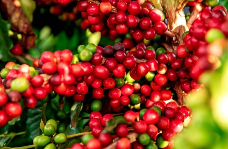 Brasil exporta 39,2 milhões de sacas de café em 2023