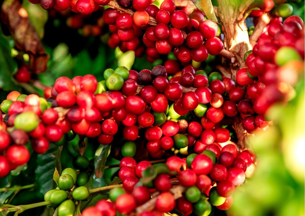 Brasil exporta 39,2 milhões de sacas de café em 2023