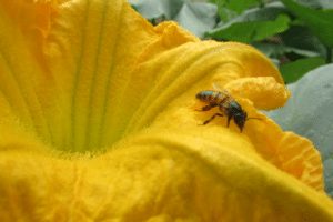 Detalhes sobre impacto de agroquímicos sobre abelhas nativas do BR