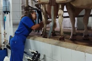 Ifes Itapina desenvolve pesquisa para aprimorar qualidade do leite