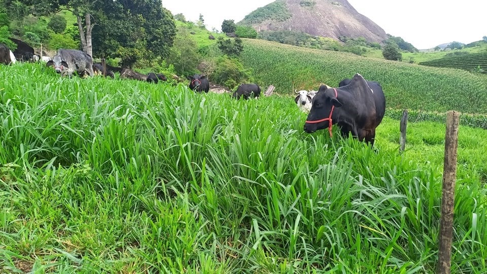 Produção sustentável de leite é tema de capacitação em Alfredo Chaves