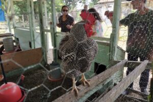 Unidade Experimental de Produção Animal Agroecológica recebe visita