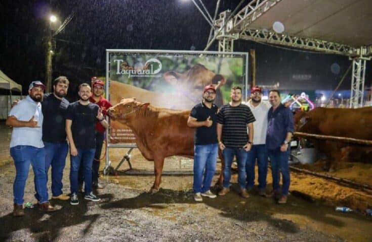 Gado Senepol volta a se destacar no Espírito Santo em feira de Iconha