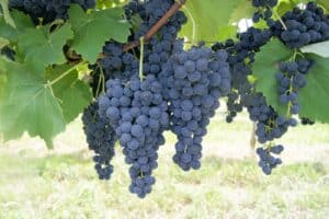 Método inovador revela segredos do amadurecimento da uva