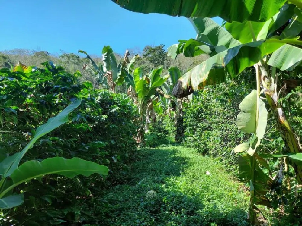Resultados promissores de consórcio café com banana e abacate