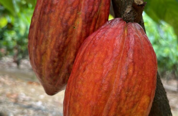 Mudanças na merenda escolar abrem portas para agroindústrias capixabas