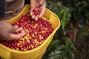 Pesquisa capixaba prevê controle do glifosato na cafeicultura