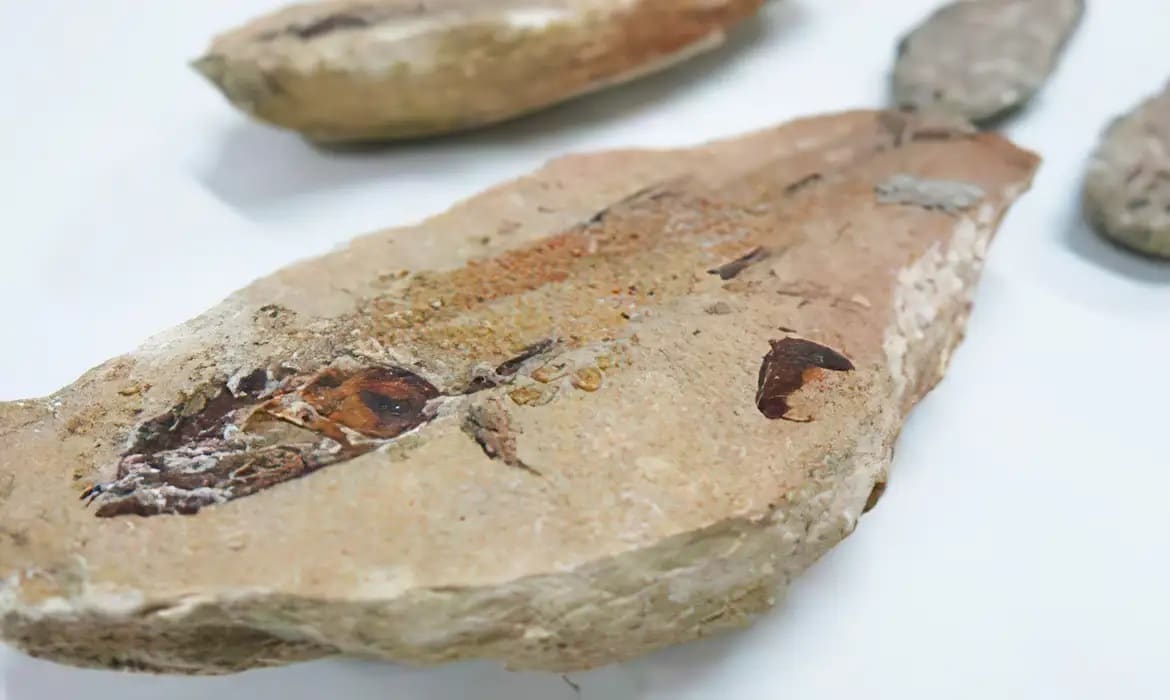 Fósseis repatriados da França vão para museu no Ceará