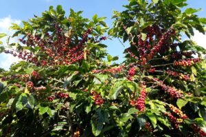 Produção mundial de café para 23/24 totaliza 171,4 milhões de sacas