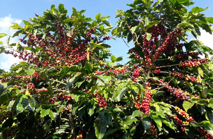 Produção mundial de café para 23/24 totaliza 171,4 milhões de sacas