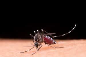 Saiba em quais horários o mosquito da dengue costuma atacar