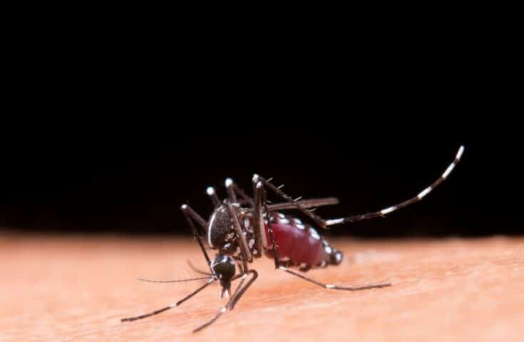 Saiba em quais horários o mosquito da dengue costuma atacar