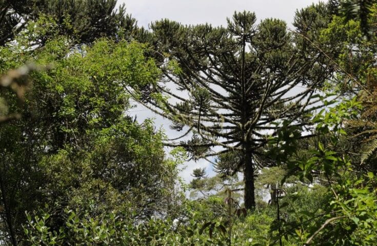 Mais de 80% das árvores da Mata Atlântica estão ameaçadas de extinção