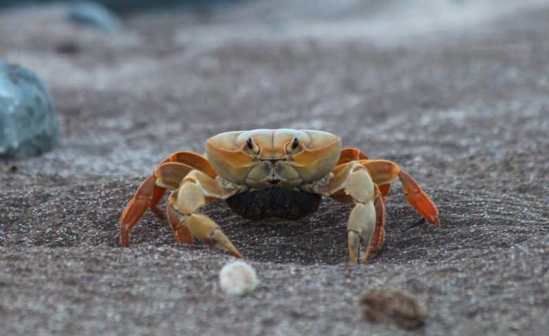 Ilha do ES é paraíso de caranguejo raro e ameaçado de extinção