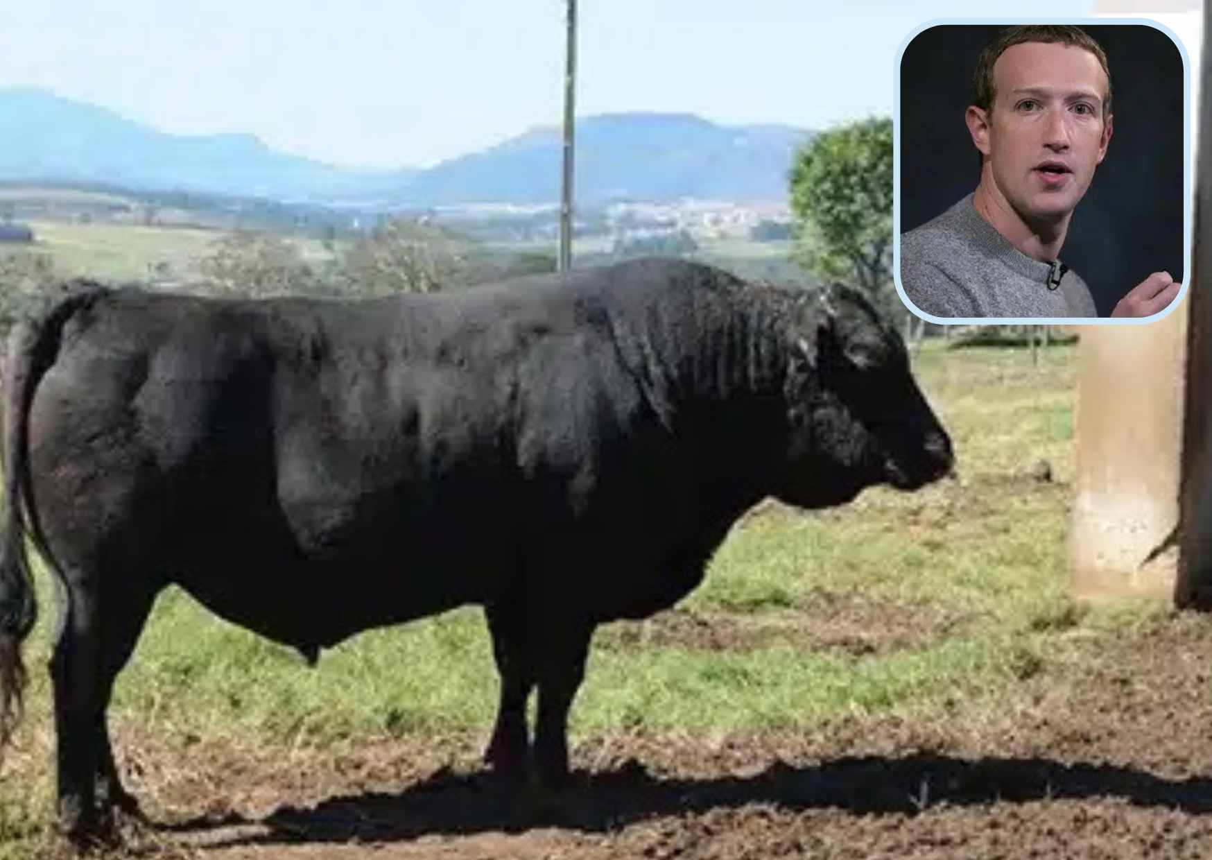 Carnes nobres: fundador do Facebook cria bois com cerveja e macadâmia