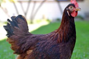 Embrapa exporta pela primeira vez genética avícola para Angola