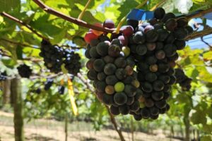 Guarapari desponta em cultivo de uvas para regiões quentes