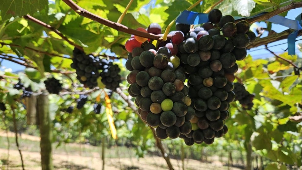 Guarapari desponta em cultivo de uvas para regiões quentes