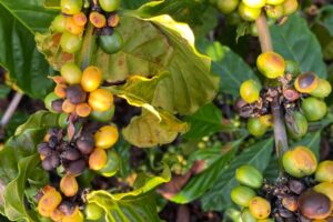 Estiagem compromete produção de café, mamão e pimenta-do-reino