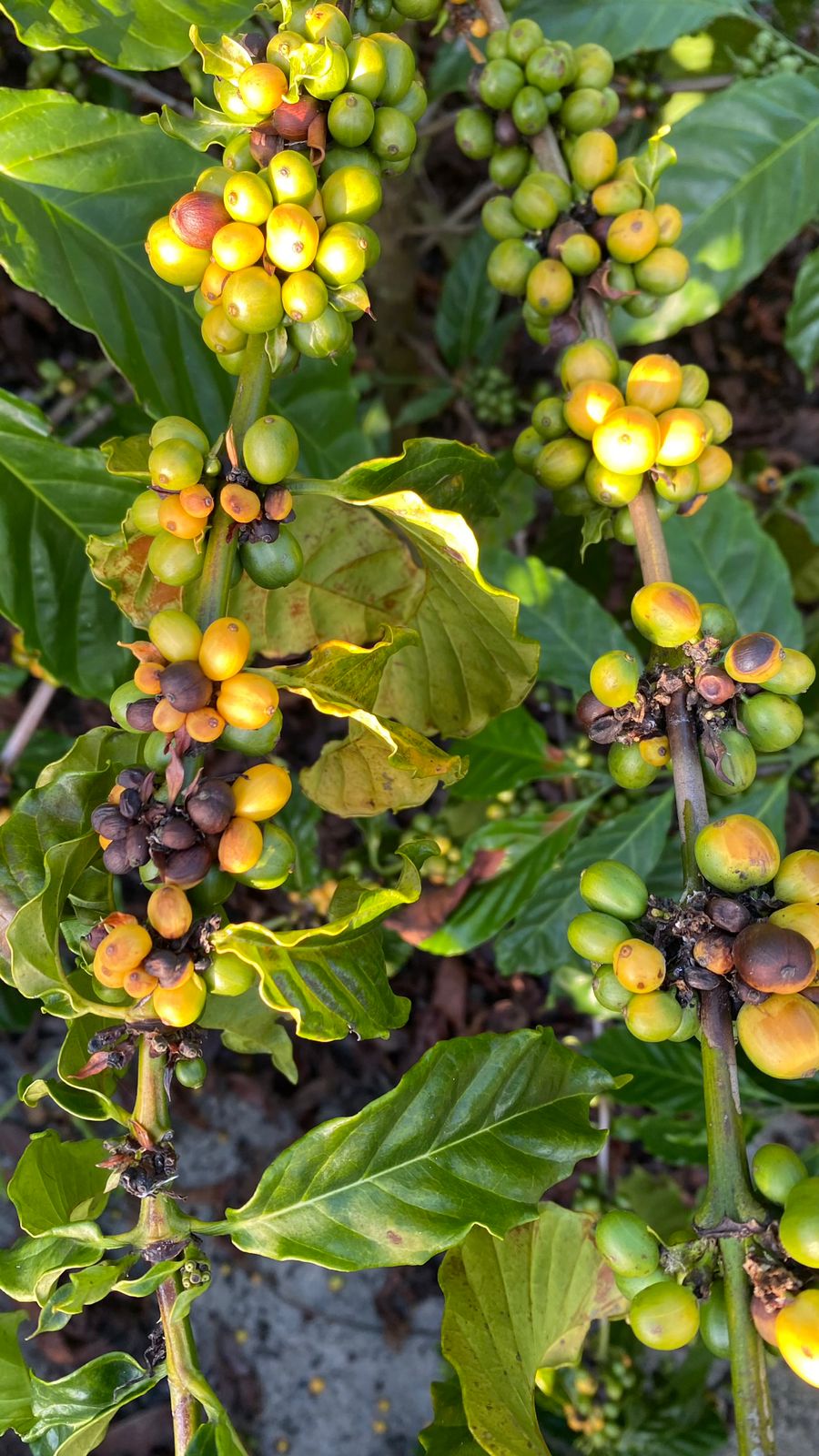 Estiagem compromete produção de café, mamão e pimenta-do-reino