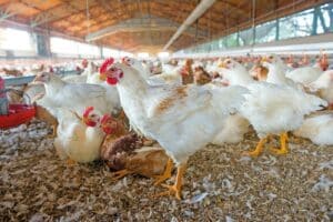 Avicultura capixaba cresce, apesar da gripe aviária
