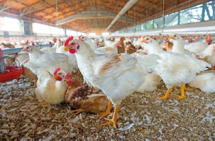 Avicultura capixaba cresce, apesar da gripe aviária